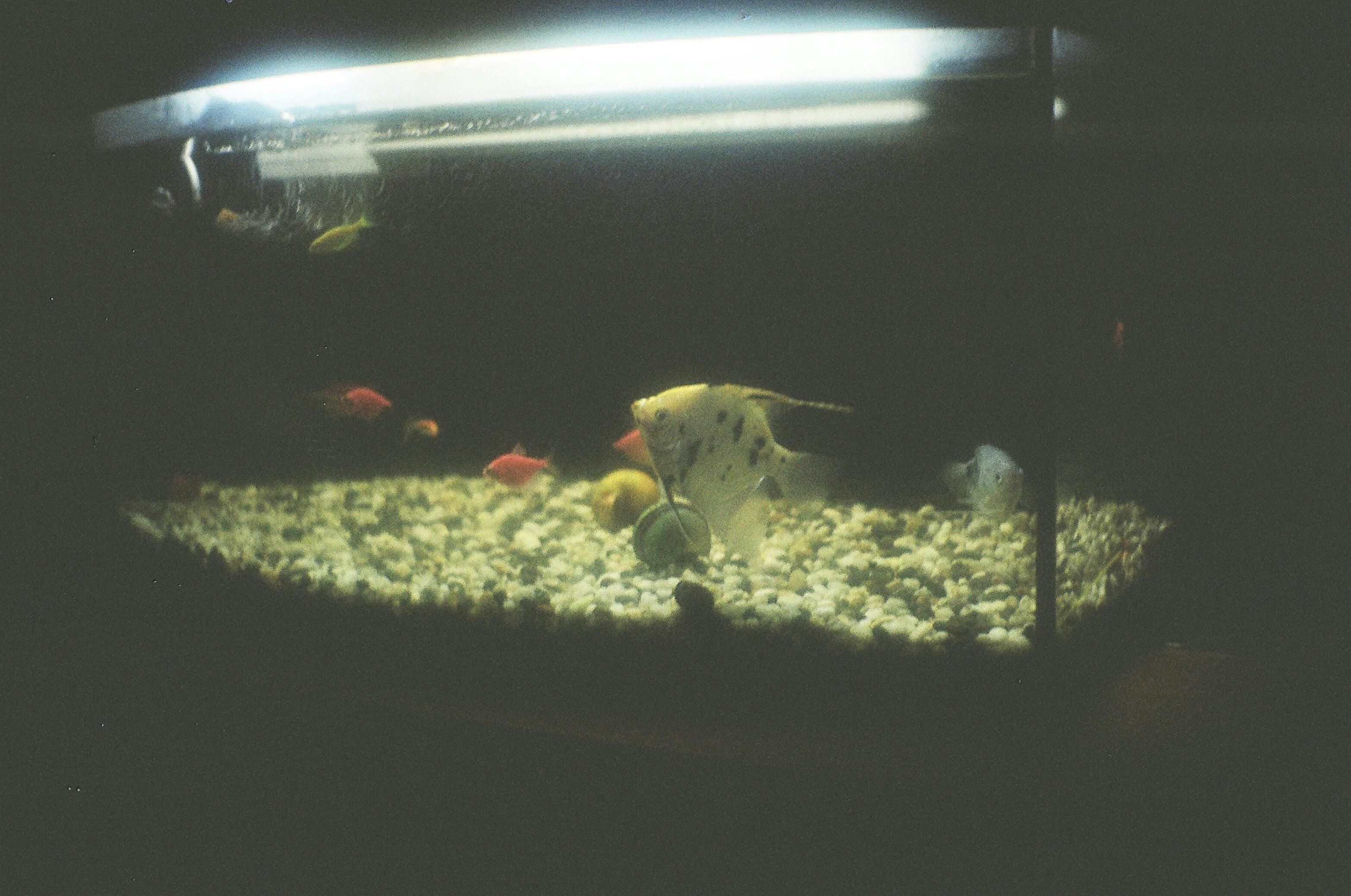 Essential Guide to Male vs Female Crab: Key Differences in 2025