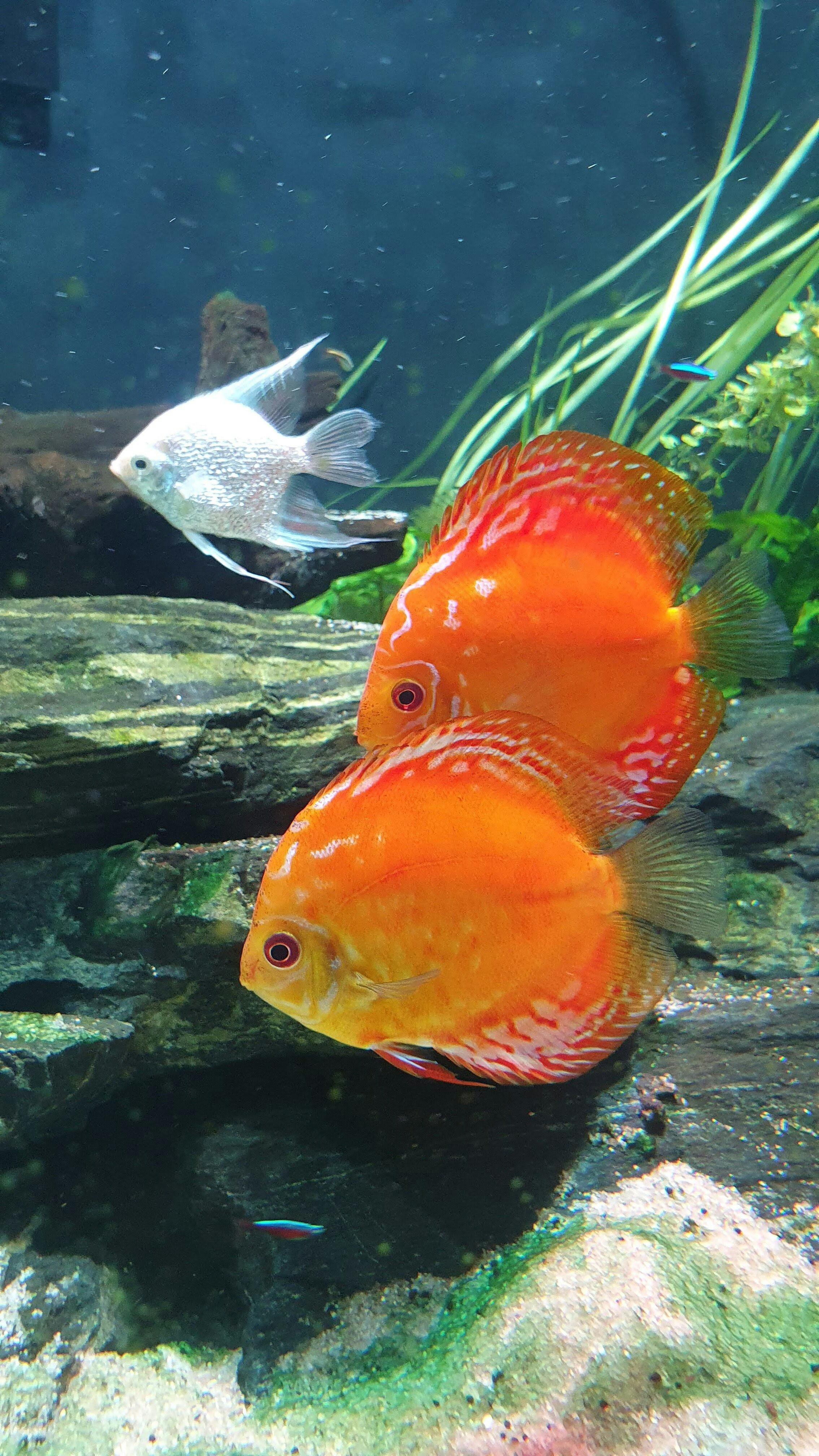 Simple Guide to Koi Betta Fish Care: Improving Your Aquarium Setup in 2025