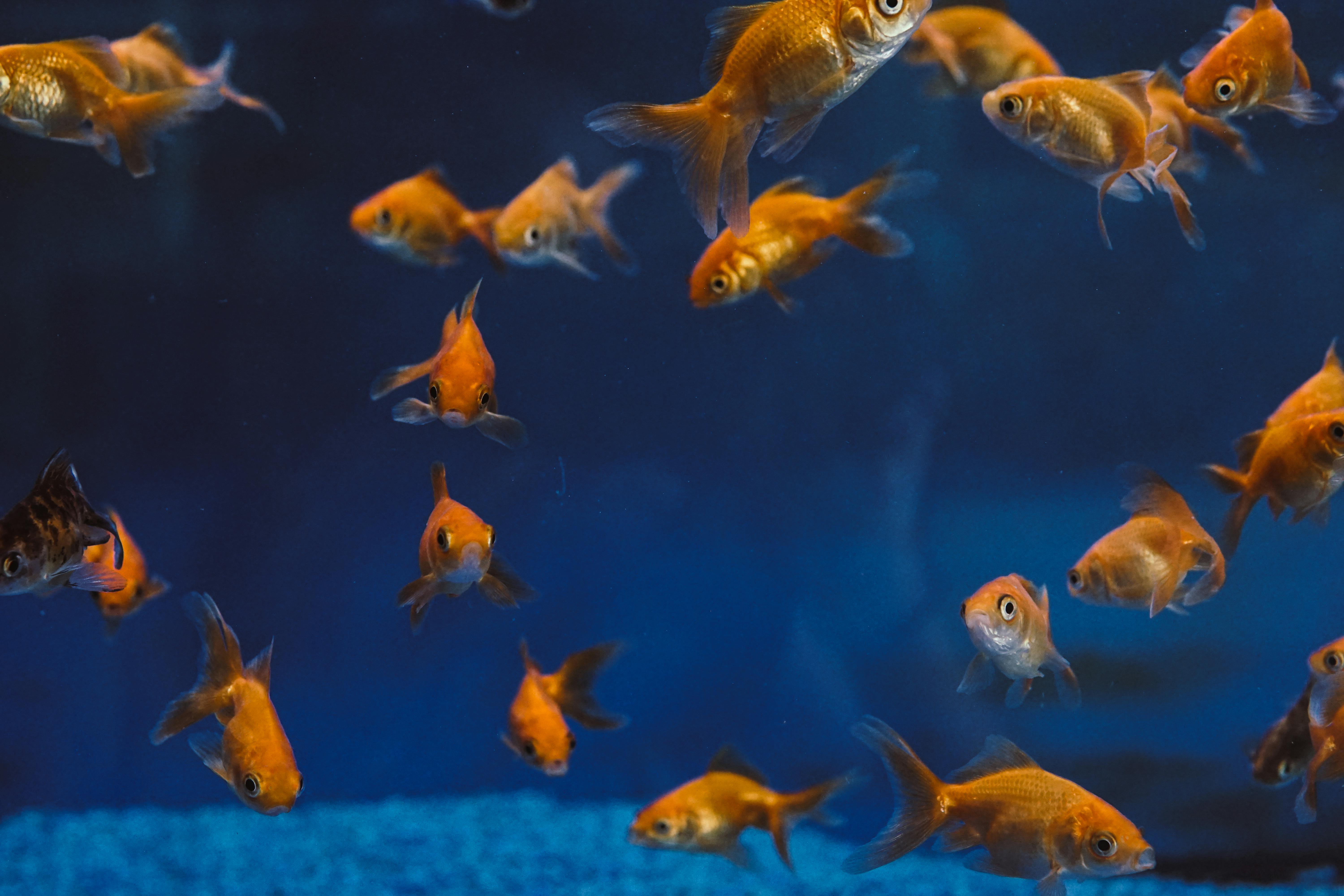 Best 5 Ways to Enhance Your Koi Coral Island in 2025