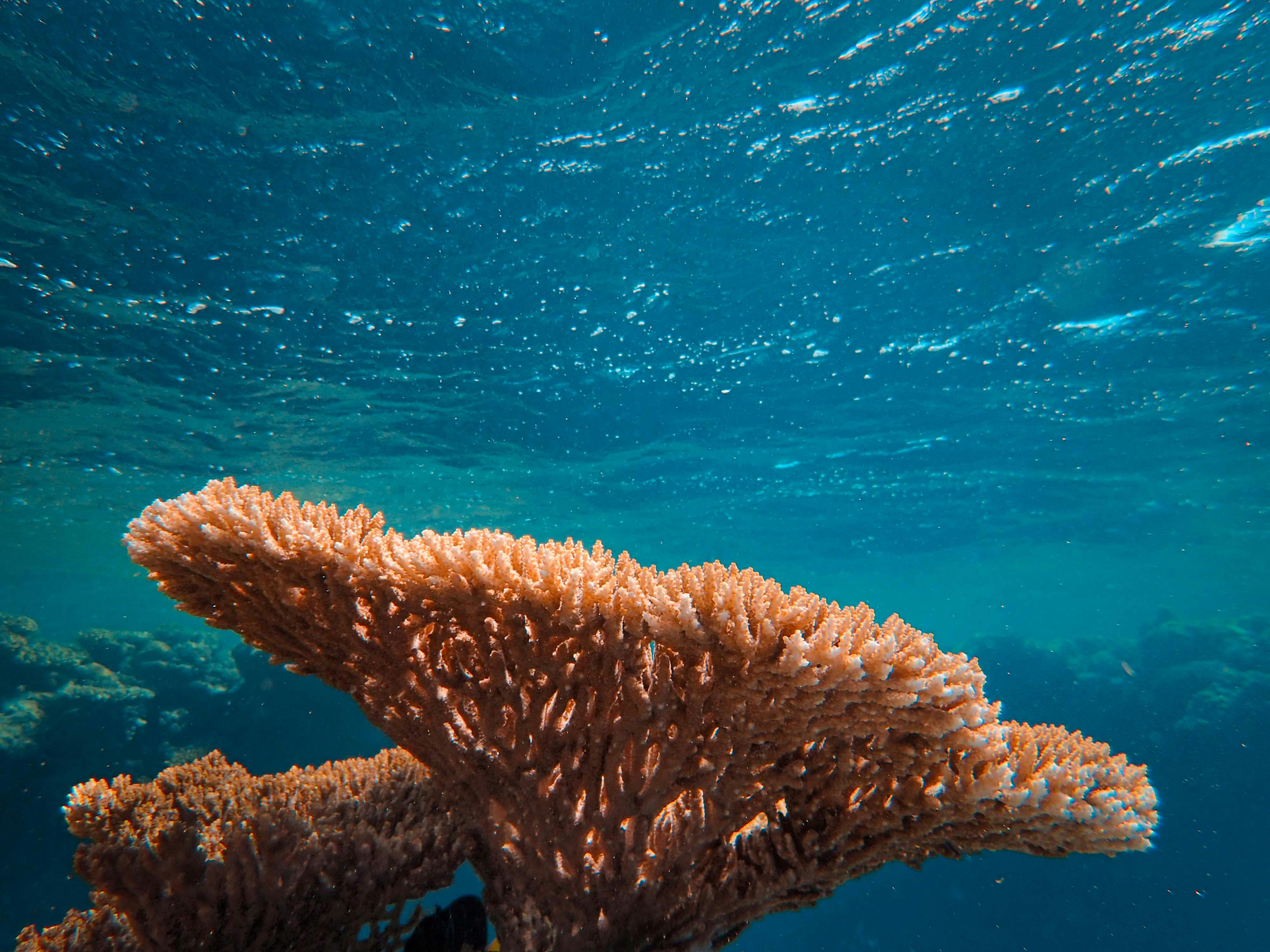 Smart Ways to Find Effective Nudibranch for Sale in 2025