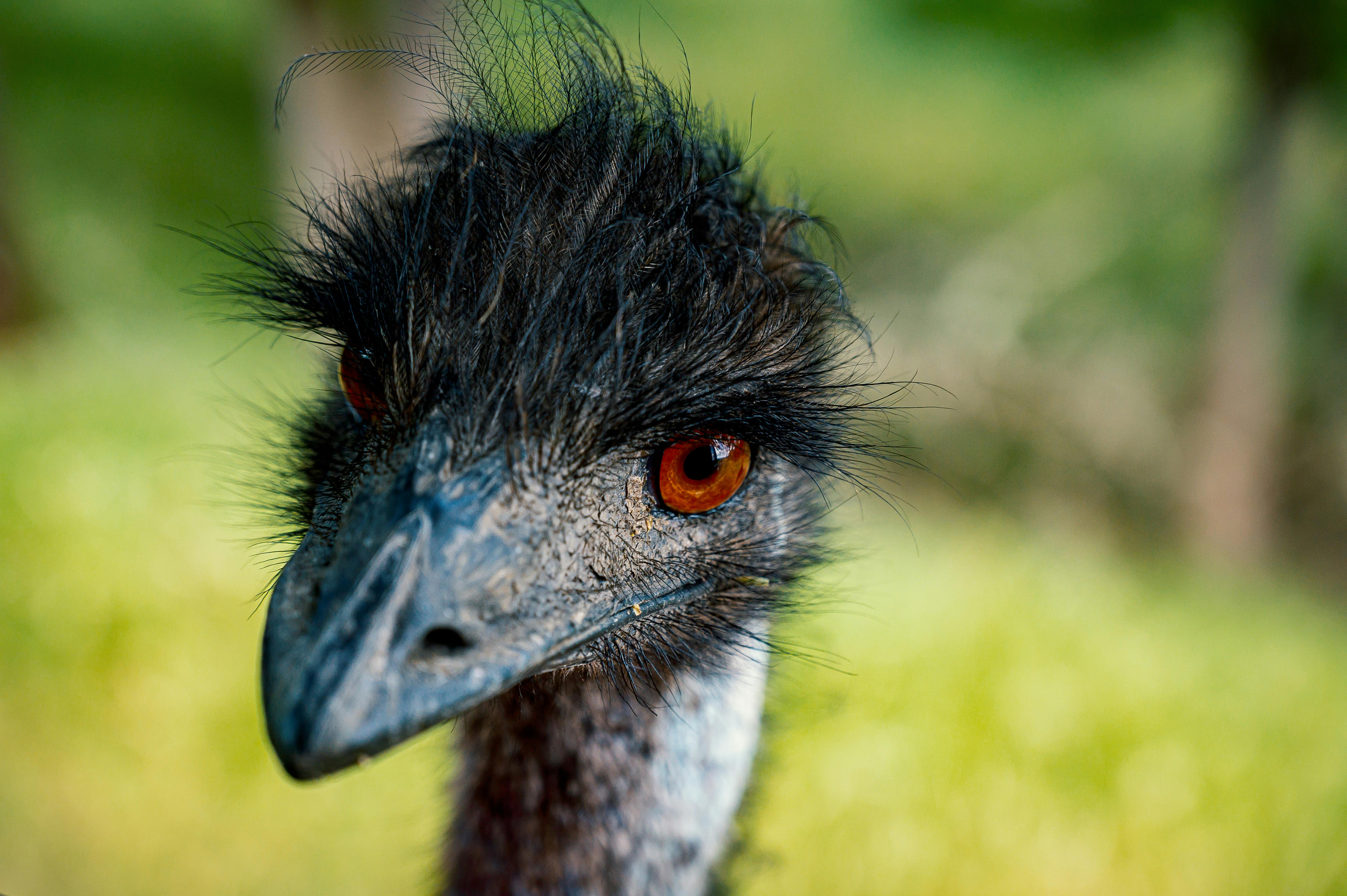 Top 5 Effective Options for Umbrella Cockatoo for Sale in 2025