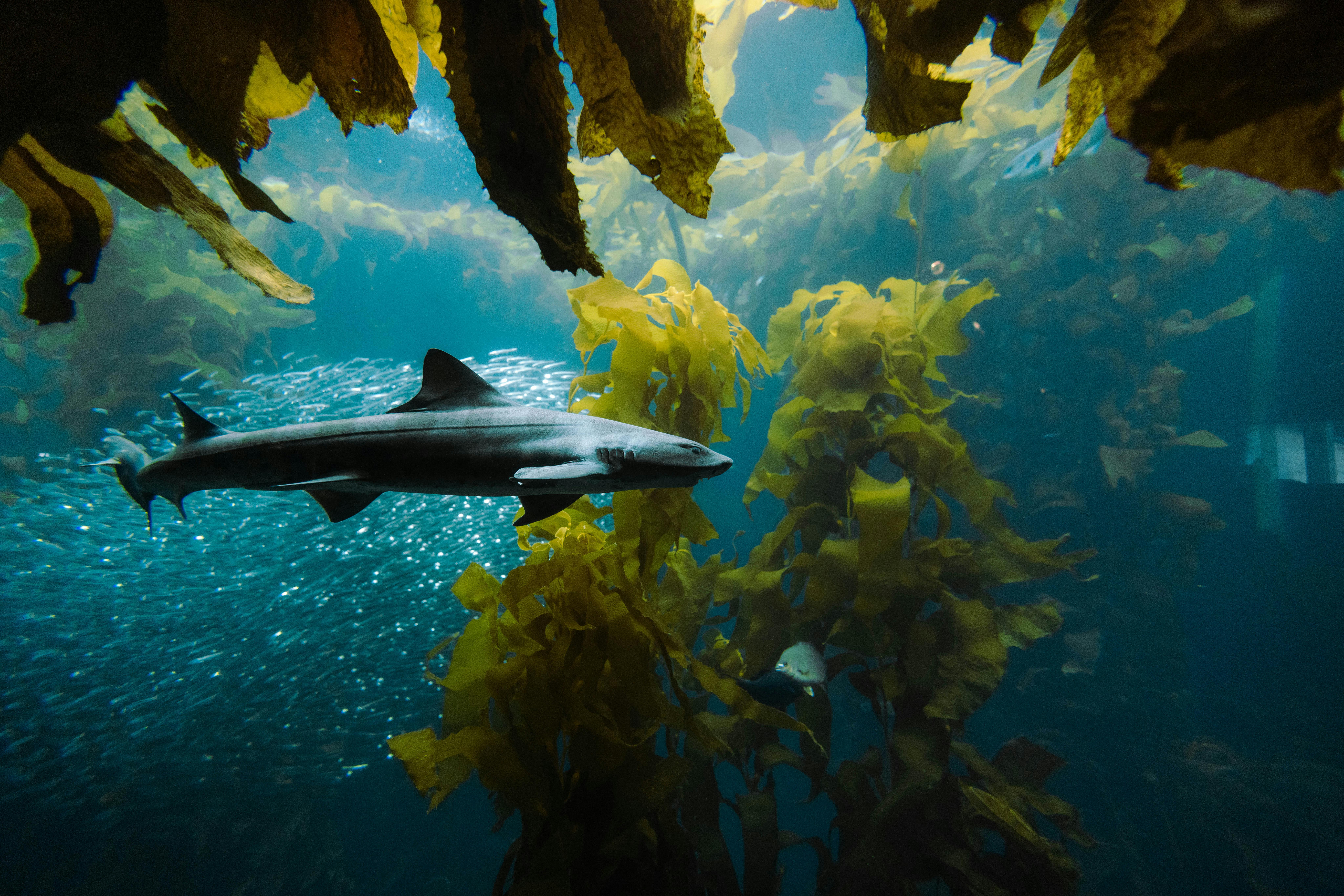 Effective Ways to Choose the Best Fish Food for Optimal Health in 2025