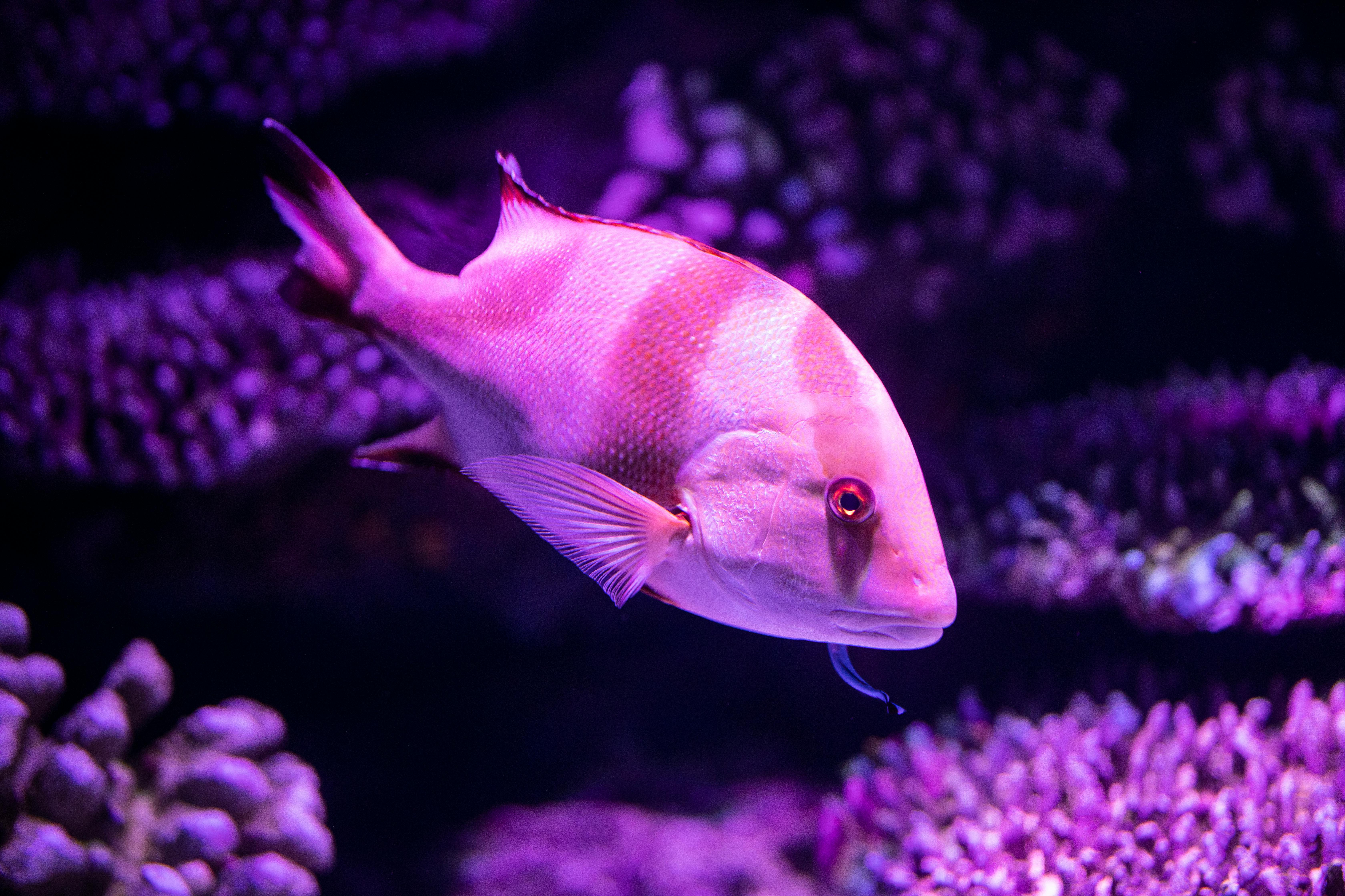 Smart Ways to Explore Blue and Yellow Fish in 2025