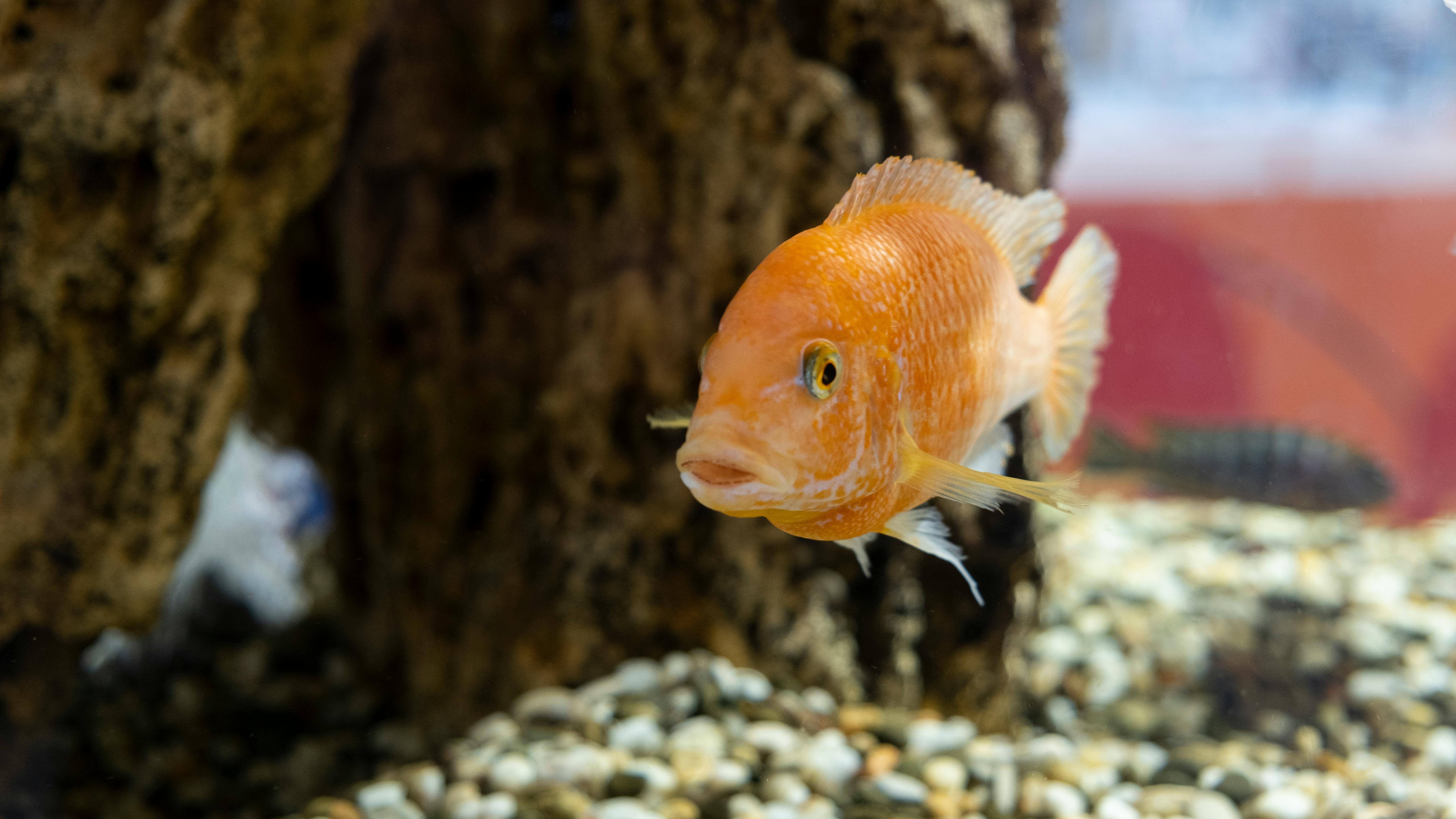 Best 5 Betta Fish Food Options for Optimal Growth in 2025