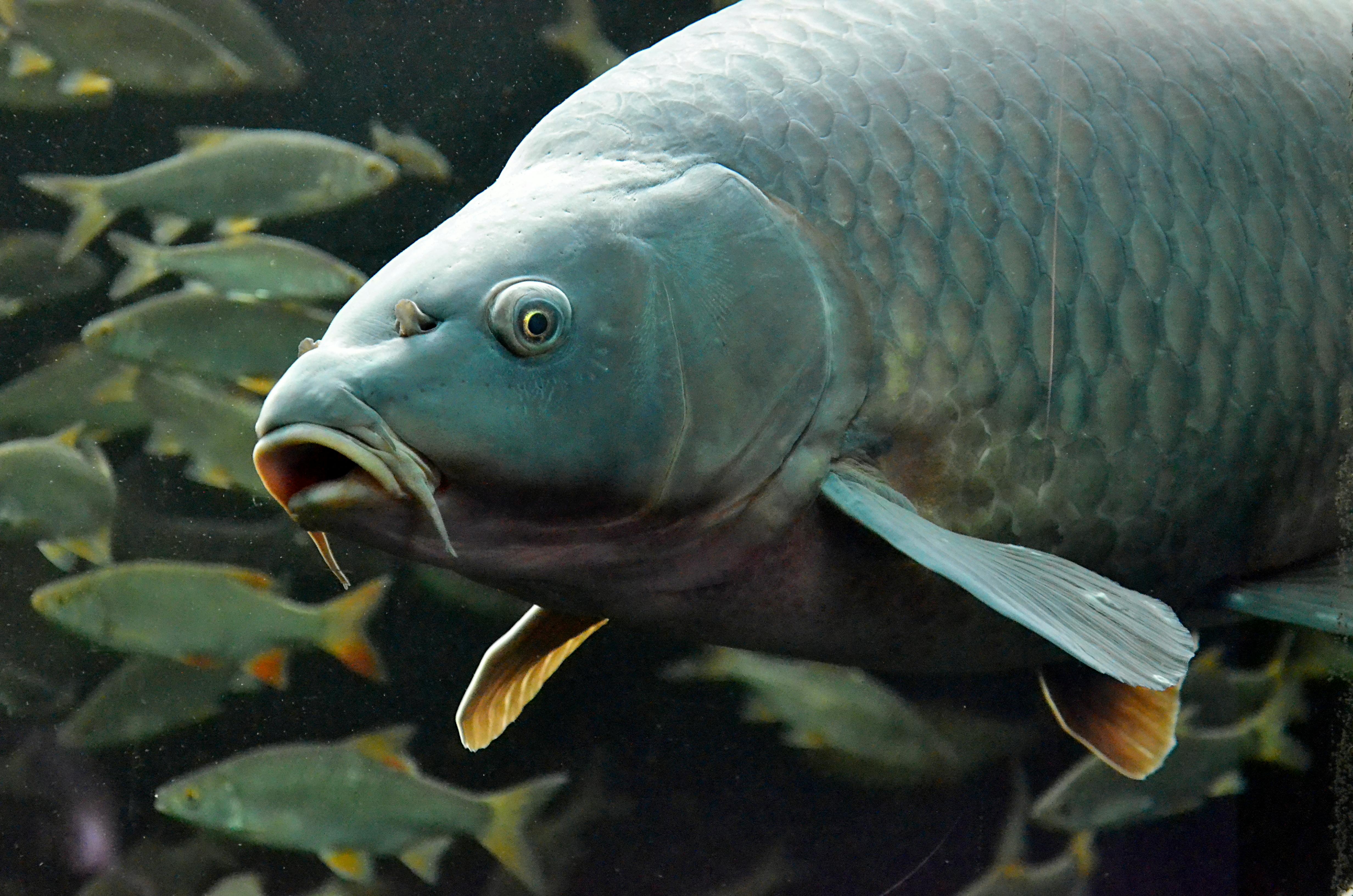 Effective Ways to Choose Discus Tank Mates for 2025 Success