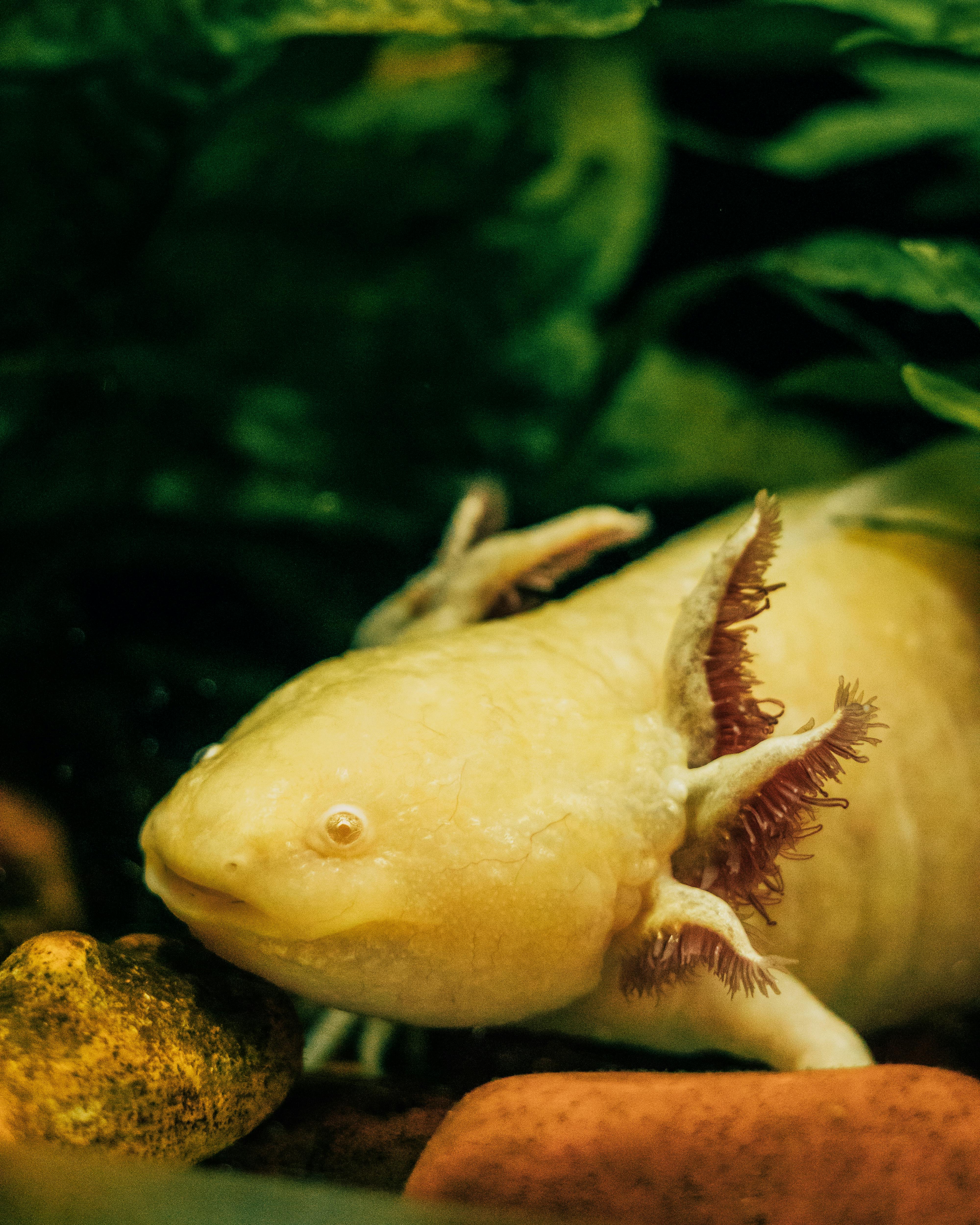 Best 7 Discus Tank Mates to Consider for 2025