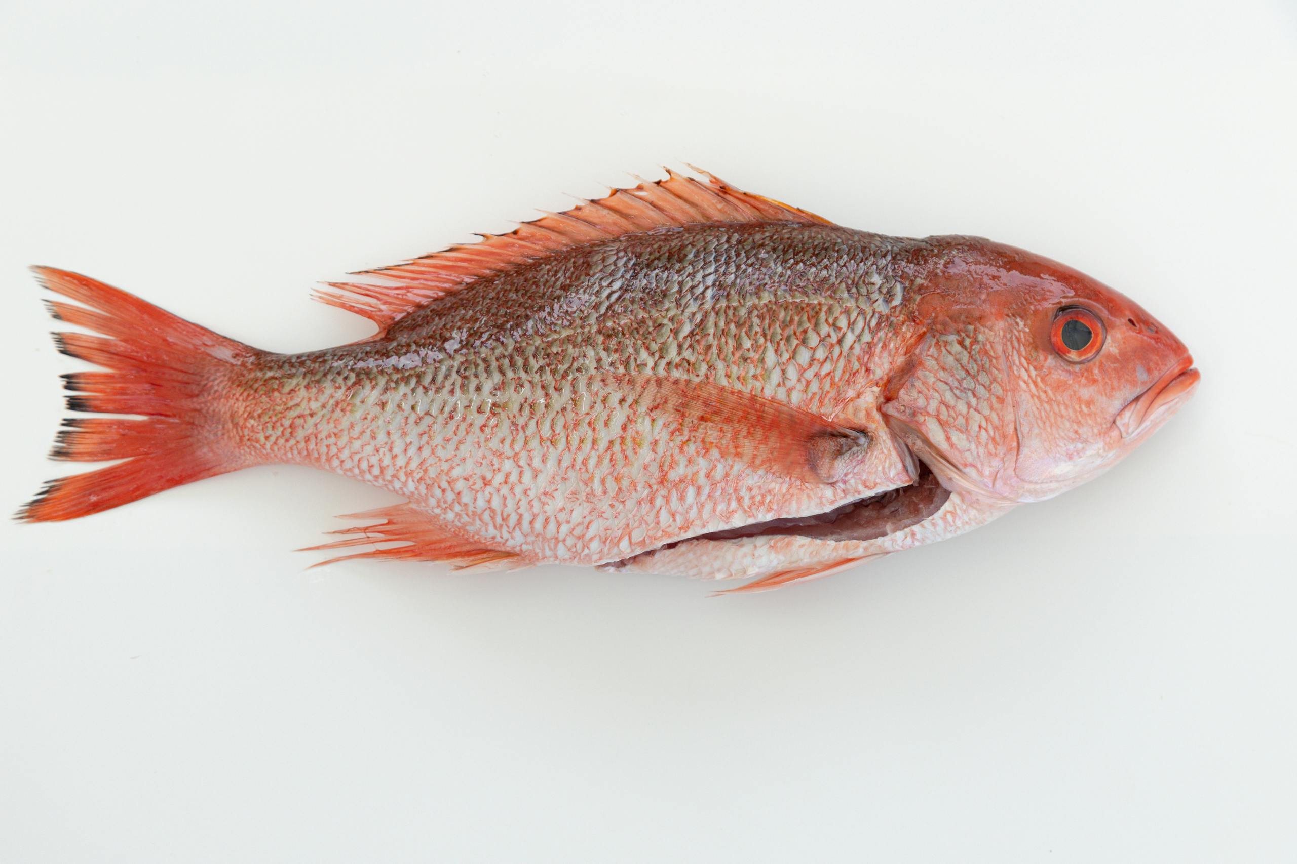 Discover Top 5 Pygmy Corydoras for Sale in 2025!