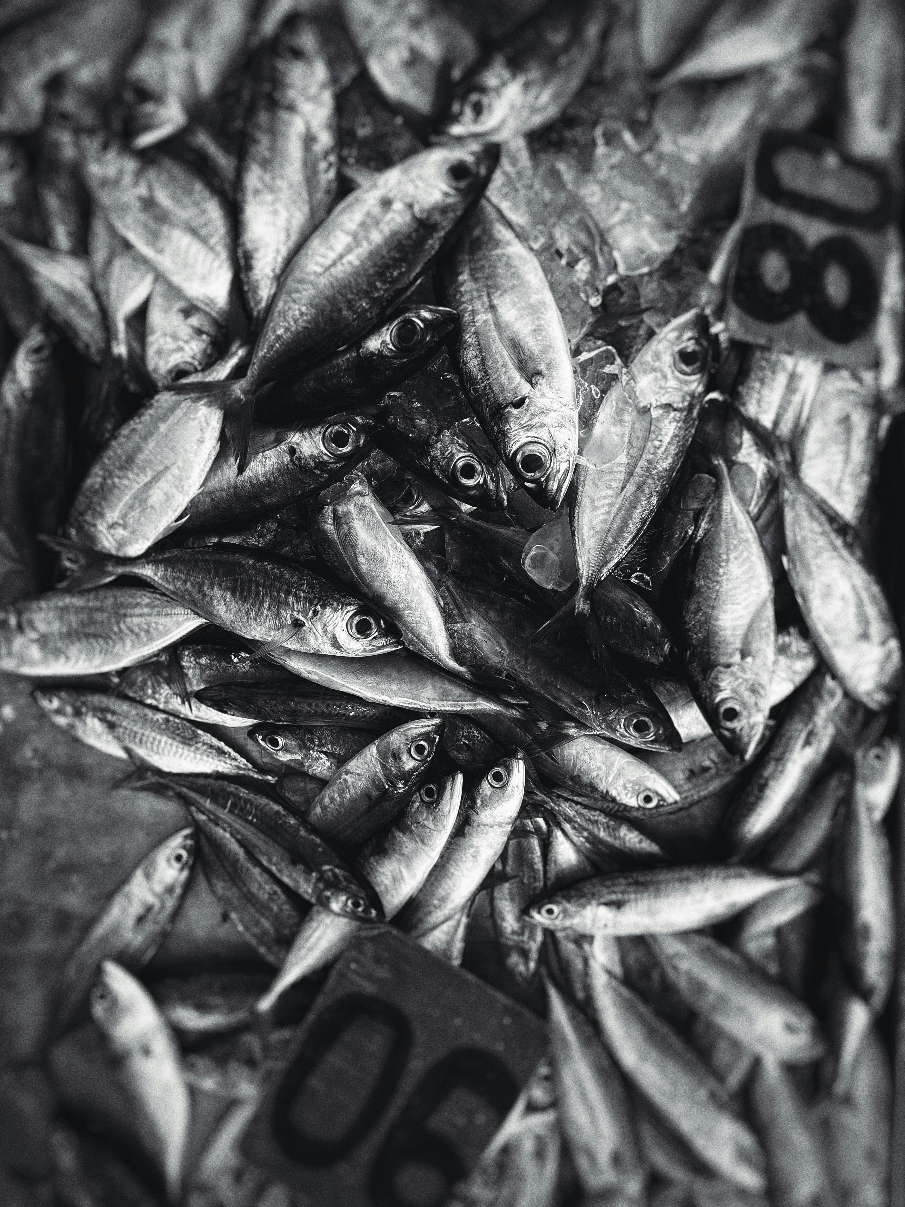 Effective Ways to Use Fish that Eat Snails in 2025