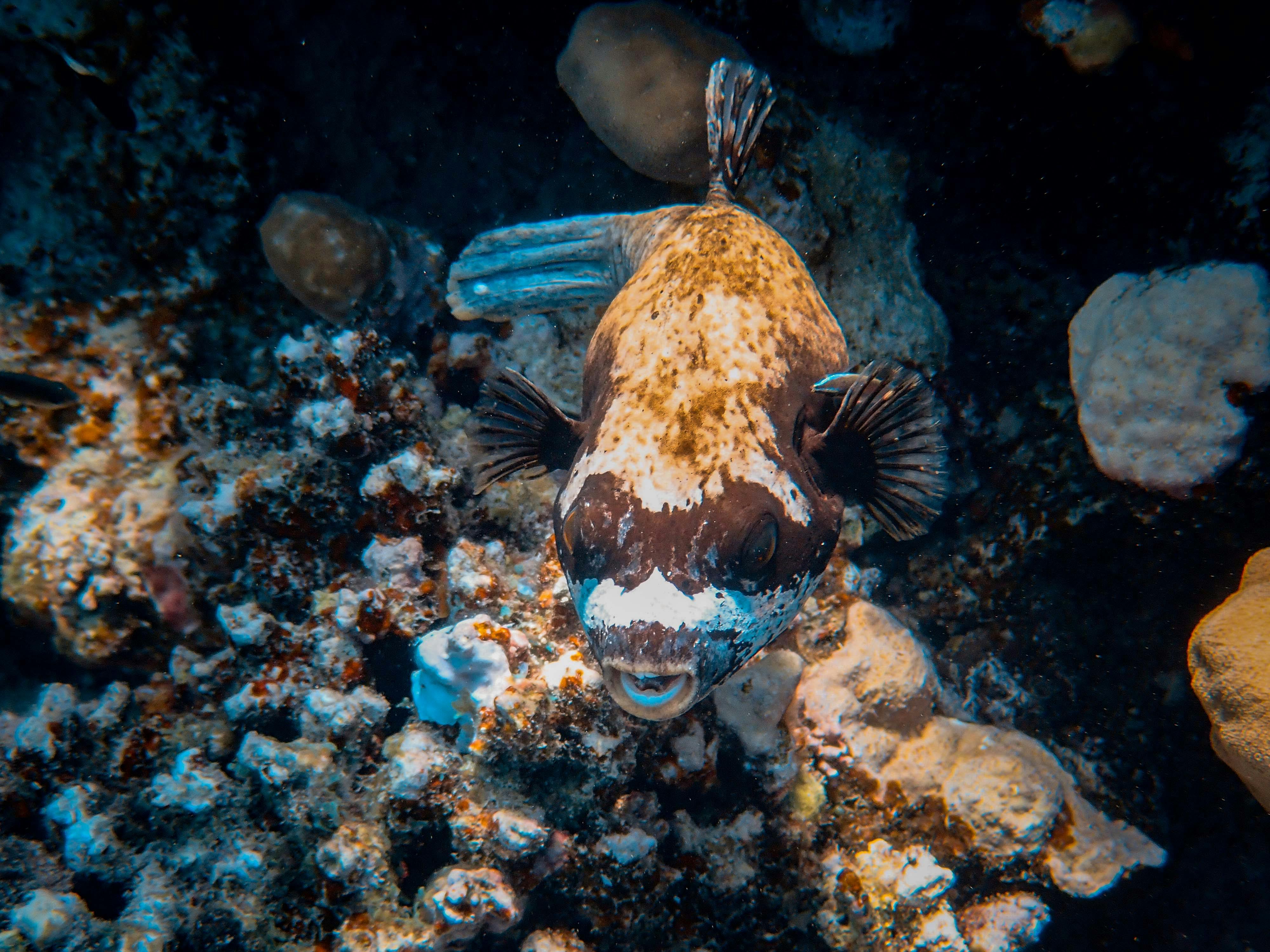 Smart Ways to Choose the Best Plecos for Sale in 2025